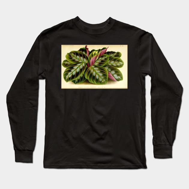 Maranta leuconeura - Botanical illustration Long Sleeve T-Shirt by chimakingthings